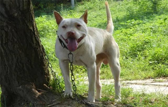 ​中华田园犬都有什么品种