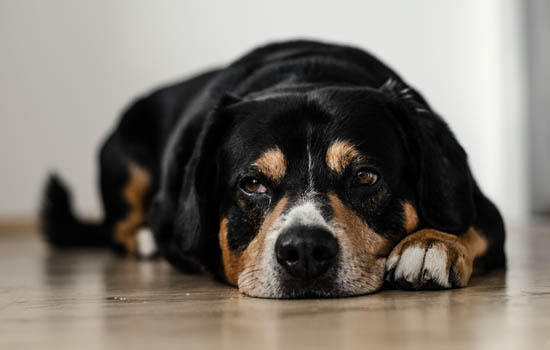 喜乐蒂牧羊犬和苏格兰牧羊犬的区别