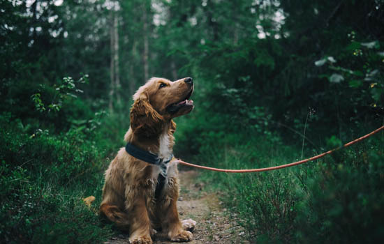 狗狗打了狂犬疫苗会有什么不良反应