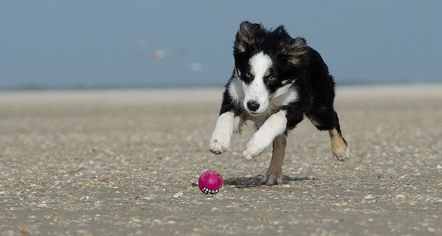 银狐犬智商排第几