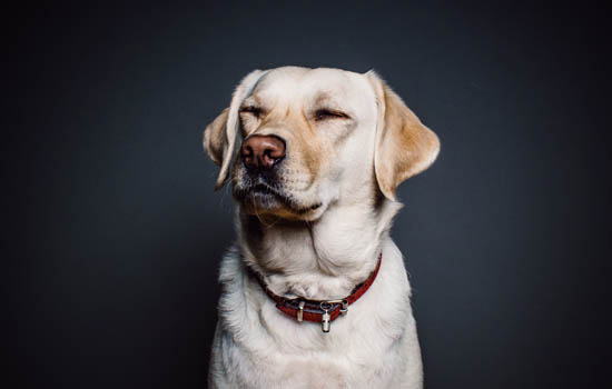 喜乐蒂牧羊犬的优点和缺点