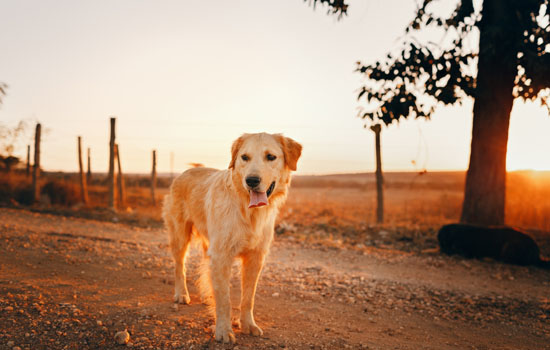 金毛是中型犬还是大型犬