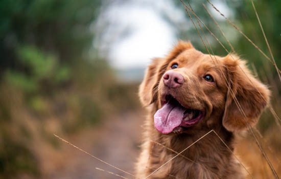 马尔济斯犬几岁成年