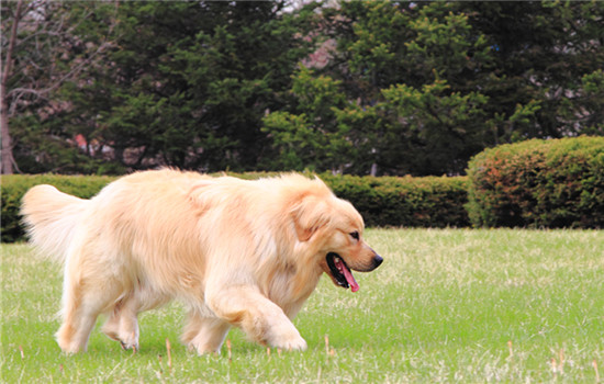 苏牧犬的寿命为多少年