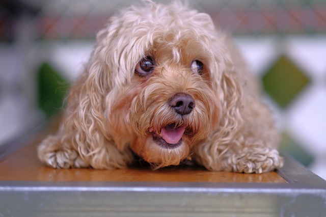 小型贵宾犬和泰迪一样吗