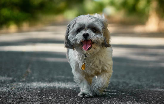 马尔济斯犬怎么挑选