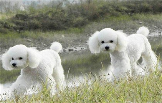 ​泰迪和比熊生出来的狗是什么样子的