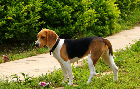 比熊幼犬毛发黄正常吗