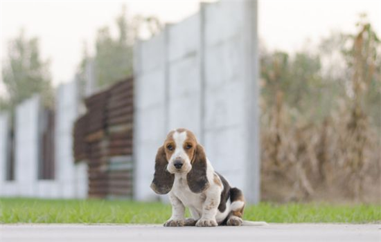 ​巴吉度犬为什么没人养