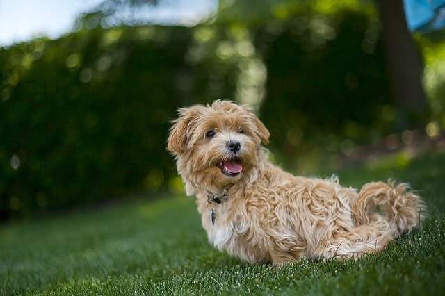 比熊犬寿命一般多少年