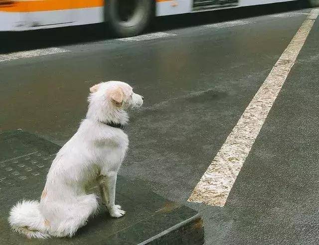 狗狗走丢后，一般会在哪些地方呢?粗心主人必看！