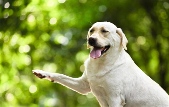 ​拉布拉多是什么犬种