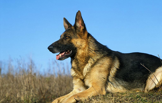 秋田和柴犬的分别