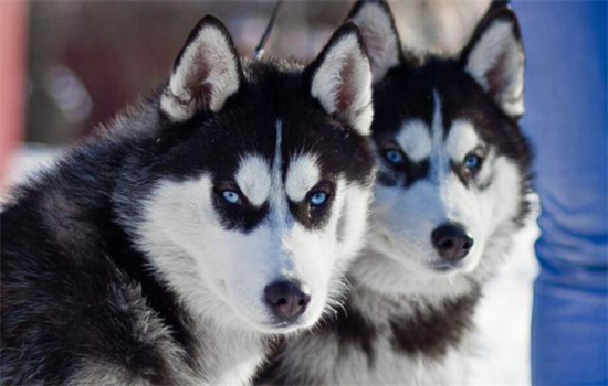 西伯利亚雪橇犬属于什么犬