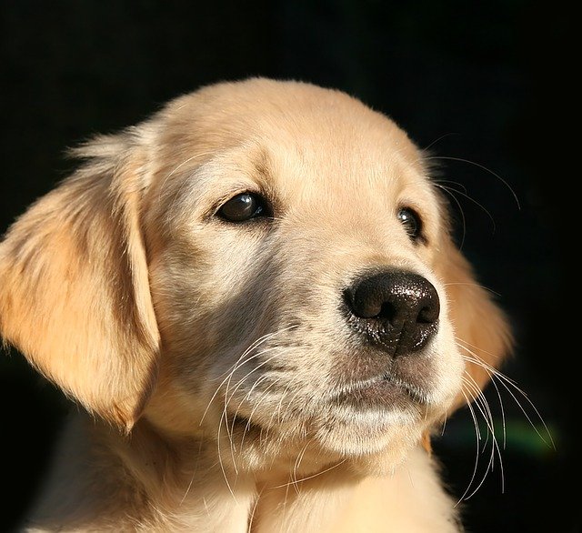 狗狗可以吃生菜吗