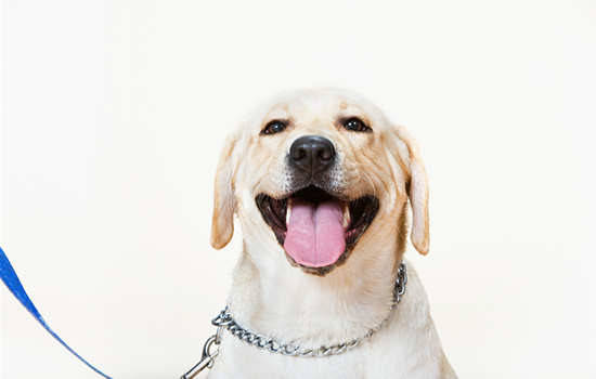 拉布拉多幼犬怎么训练定点大小便