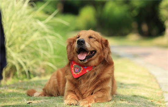 杜高犬几岁体型最大