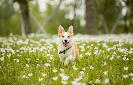 如何改掉柯基幼犬张嘴咬人