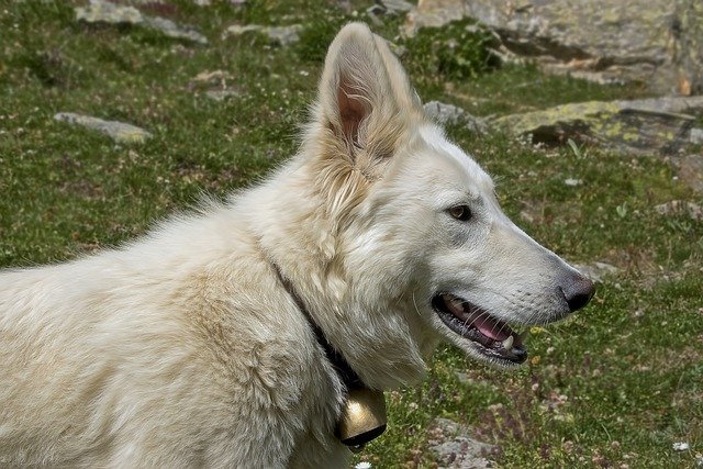 柴犬和中华田园犬的区别