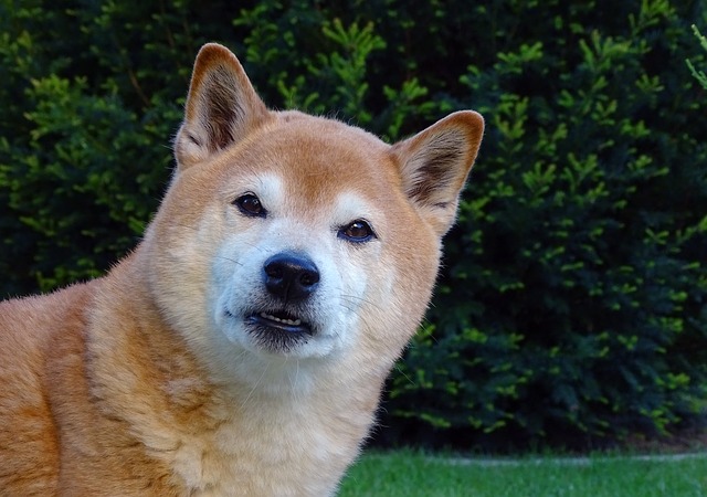 中华田园犬和柴犬区别