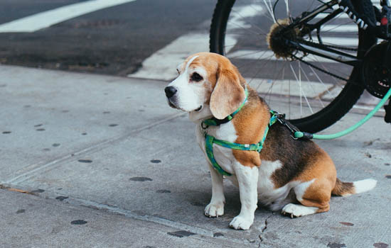 苏牧犬能活多久