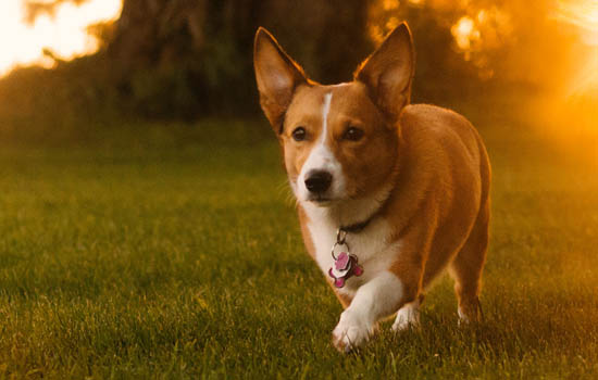 挑选马犬幼犬的简单小窍门