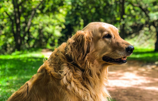 金毛犬适合家养吗?