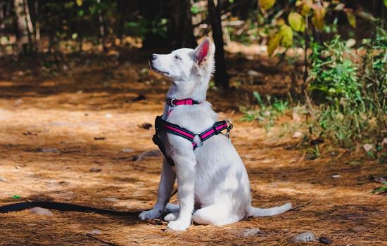 狗狗感冒和犬瘟的区别 狗狗感冒和犬瘟有什么不同