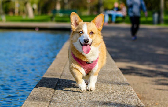 日本柴犬的优缺点