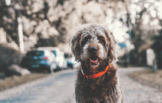 德国狐狸犬有什么缺点