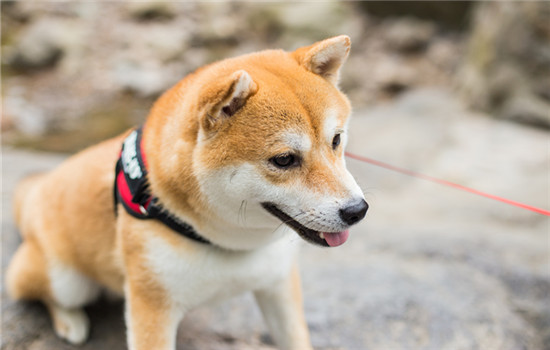 为什么柴犬长得像土狗