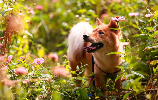 罗秦犬的特点