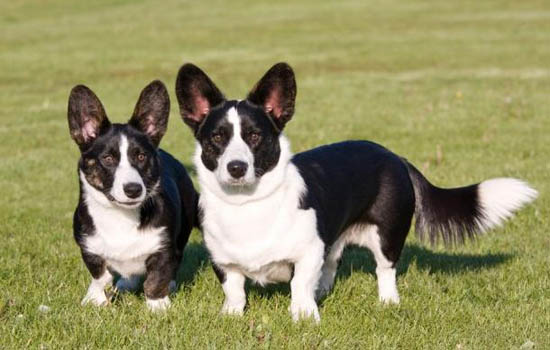 比特犬会保护主人吗