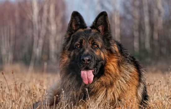 刚出生的狗有狂犬病吗