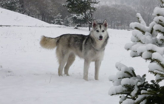 阿拉斯加犬洗澡用什么洗