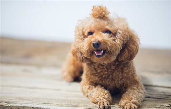 狗狗得了细小和犬瘟会传染给人吗 细小犬瘟会传染给人吗