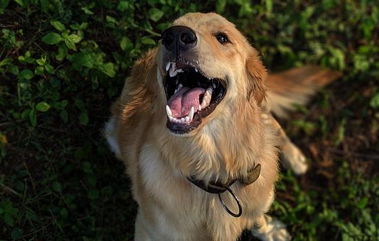 犬瘟病怎么得上的