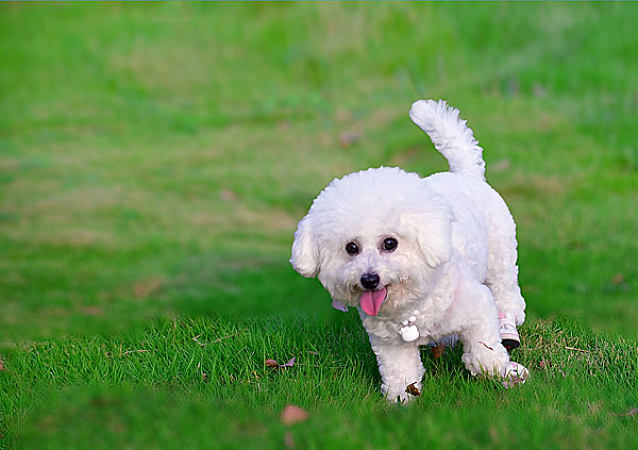 养比熊犬需要准备什么用品