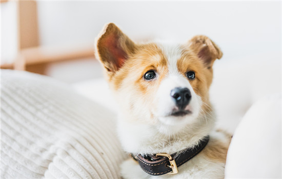 马尔济斯犬能活多少年