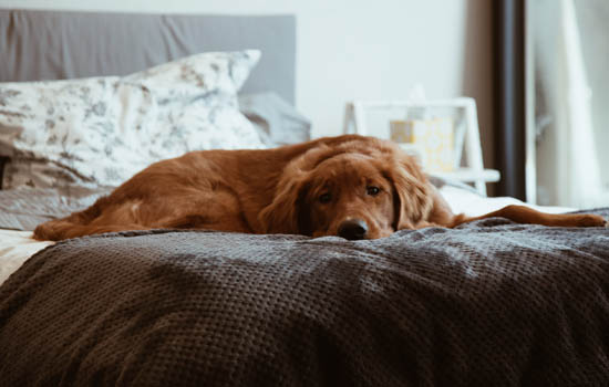 格力犬前腿断了怎么办 格力犬前腿断了怎么治疗