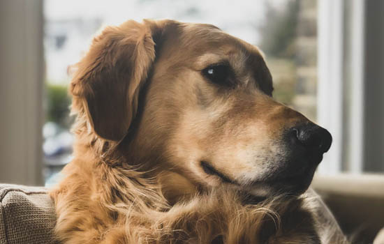 比特犬可以当宠物养吗