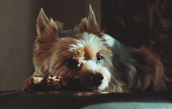 多大的狗狗容易得细小和犬瘟