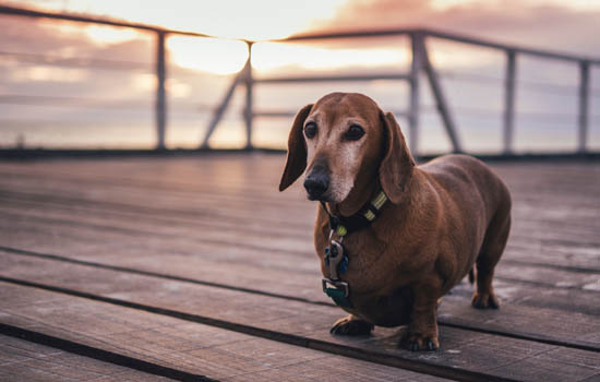 腊肠犬怎么选