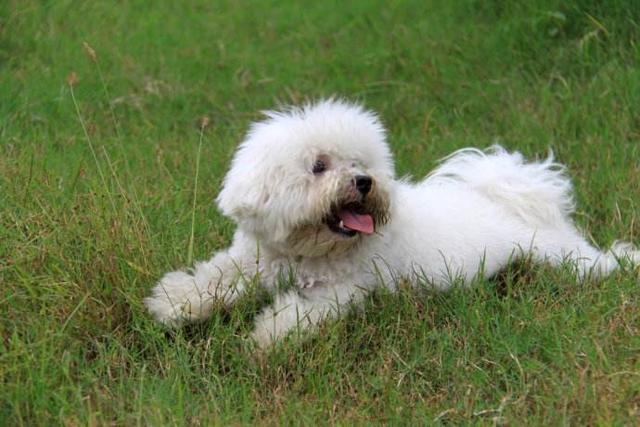 比熊犬为什么喜欢睡觉