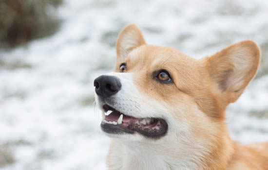 秋田犬饲养注意事项