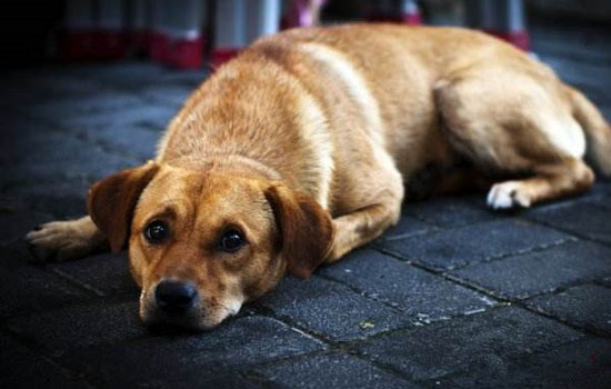 英国斗牛犬臭怎样去除