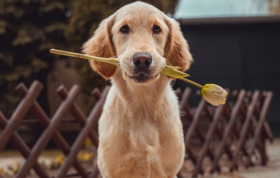 如何惩罚金毛狗 如何惩罚金毛幼犬