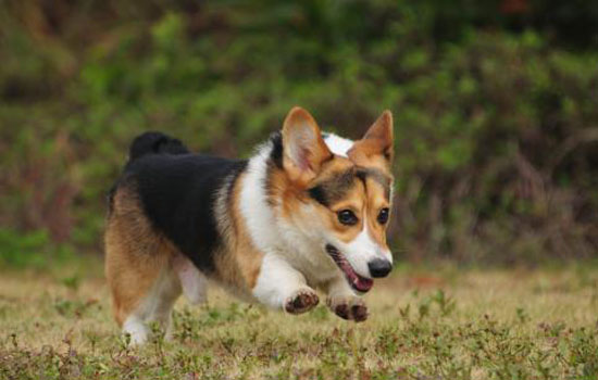 柯基犬打它能听话吗 有效果但要掌握方法