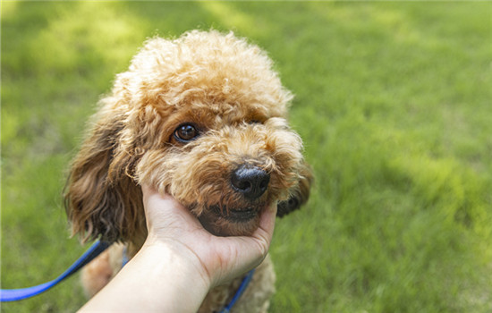 如何训练泰迪犬站立 训练泰迪犬站立的方法