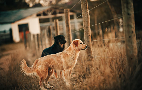 金毛幼犬一天喂几顿一顿喂多少